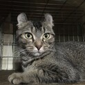 早期ブリード引退予定