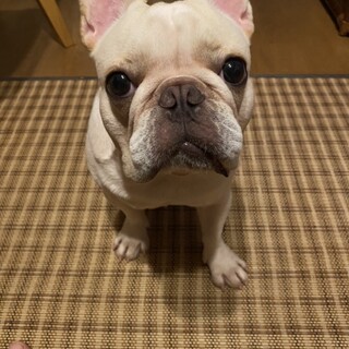 人懐っこい子です。