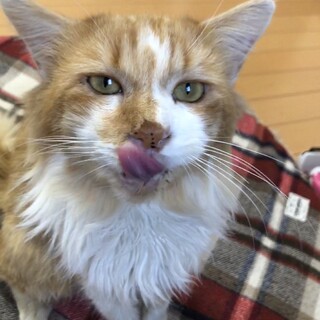 人間大好き☆超甘えん坊の長毛系茶トラ
