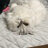 かつおにゃんこ