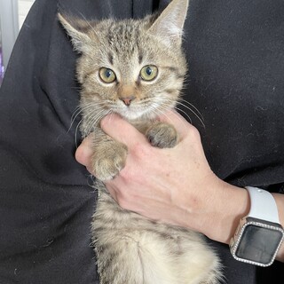 里親決定しました