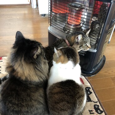 ミグ　ステルス　トムキャット　元気です。