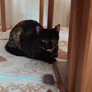 賢いサビちゃん