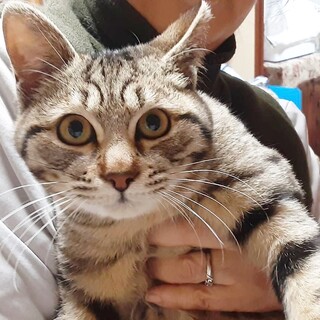 ベンガル風柄！ぽっちゃり王子4ヶ月