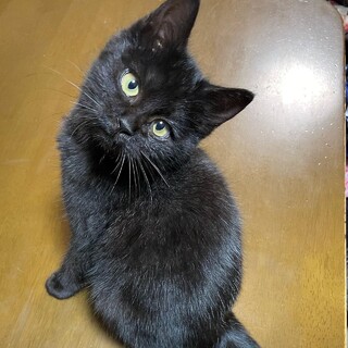 【2/13千葉譲渡会】人が大好きな黒猫♡にこちゃん