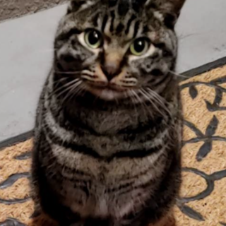 賢い大きめキジトラ男子