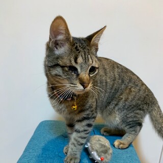 【くめこ】人懐っこいキジの女の子