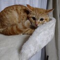 慣れるとスリゴロの切餅くん❤️