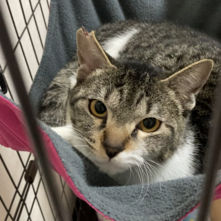 臆病だけどかわいいキジ白男子