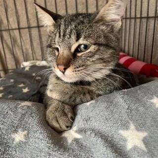 【チャーリー】人間のお膝大好き♡