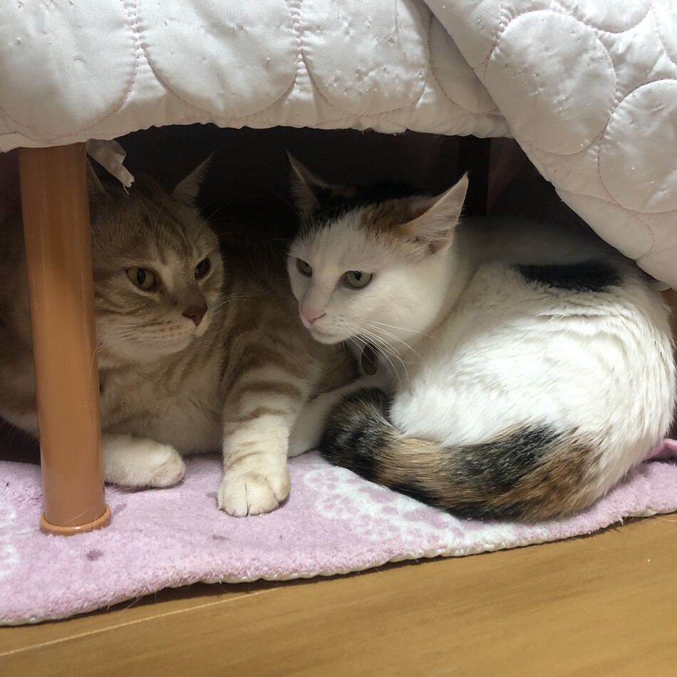 瓈紗のカバー写真