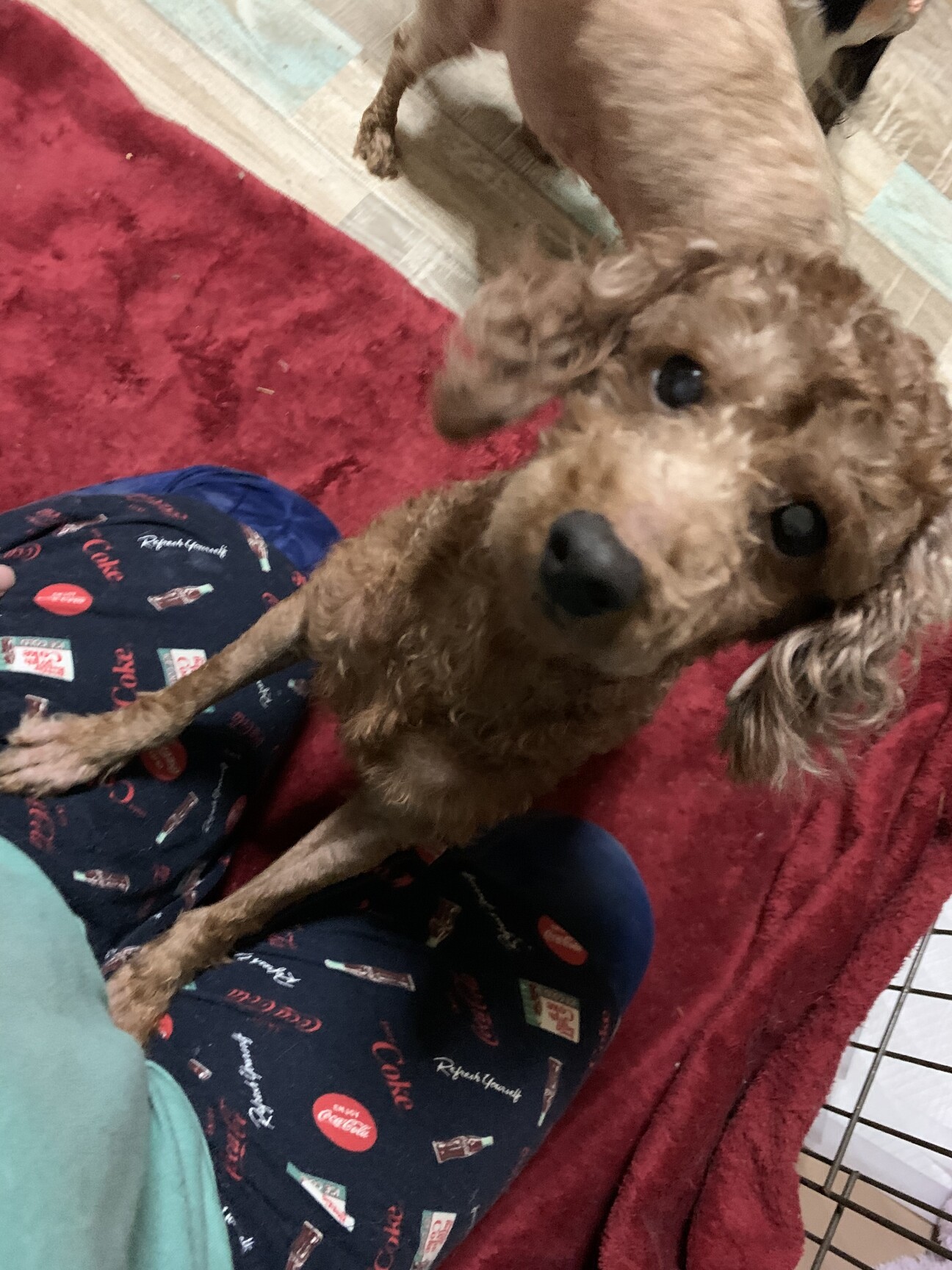 人が大好きすぎるわん 鹿児島県 犬の里親募集 ペットのおうち 月間利用者150万人 人が大好きすぎるわん 鹿児島県 犬の里親募集 ペットのおうち 月間利用者150万人