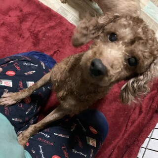 人が大好きすぎるわん！