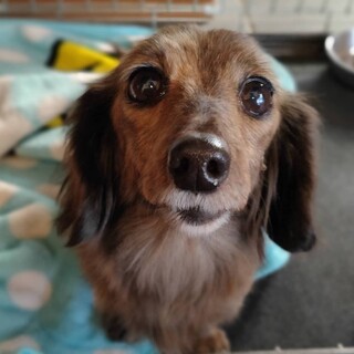 小さな小さなカニンヘンダックスフントの女の子