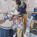 MIXの可愛い男の子です