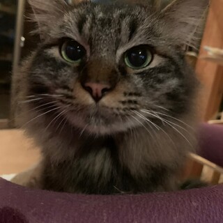 人気の毛長キジニャン♡とんこつ