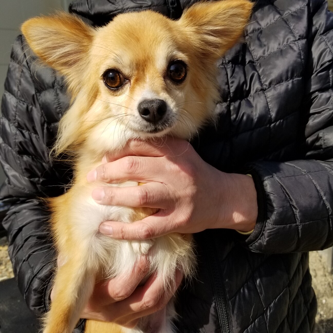 チワワ 女の子 56 兵庫県 犬の里親募集 ペットのおうち 月間利用者150万人