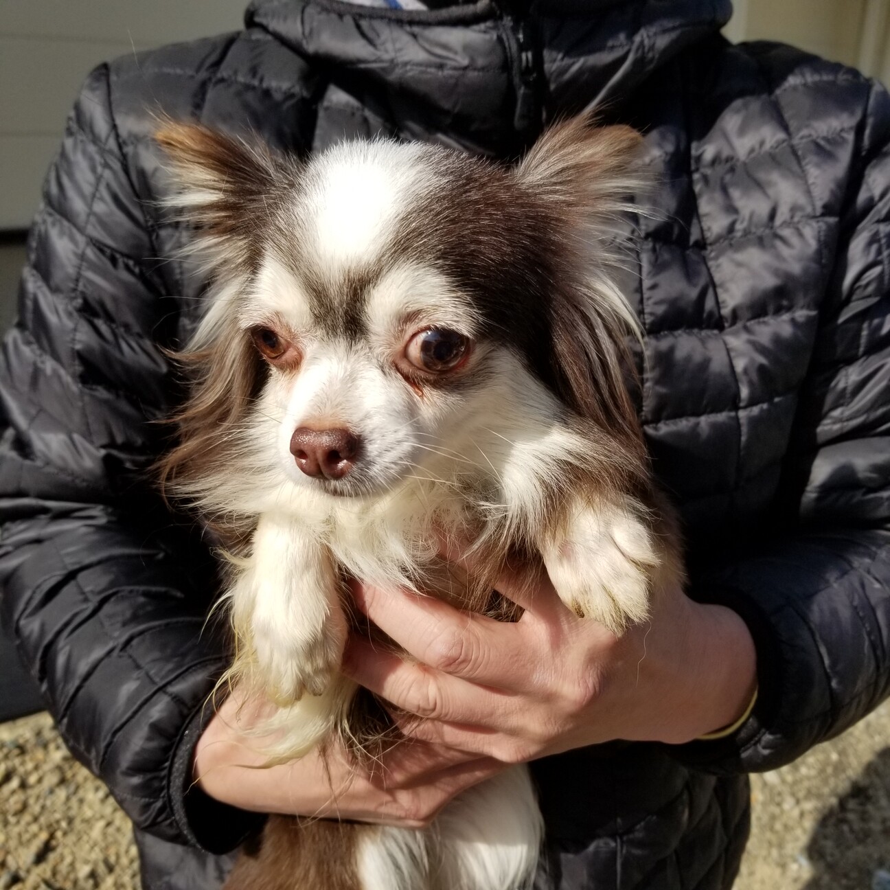 チワワ 女の子 ルラ A 兵庫県 犬の里親募集 ペットのおうち 月間利用者150万人