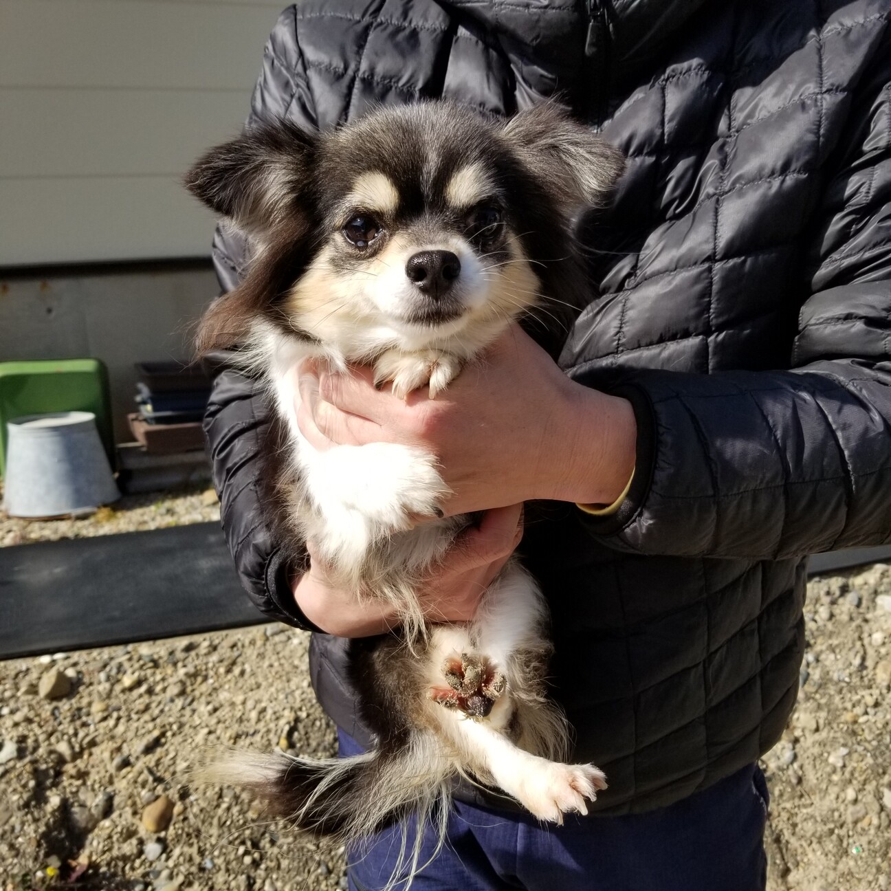 チワワ 女の子 タラ A 兵庫県 犬の里親募集 ペットのおうち 月間利用者150万人