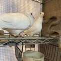 銀鳩　ジュズカケバトのペア里親募集