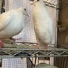 銀鳩　ジュズカケバトのペア里親募集 サムネイル2