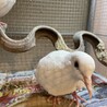 銀鳩　ジュズカケバトのペア里親募集 サムネイル3