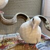 銀鳩　ジュズカケバトのペア里親募集 サムネイル4