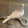 銀鳩　ジュズカケバトのペア里親募集 サムネイル5