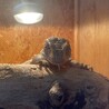 さばんばん