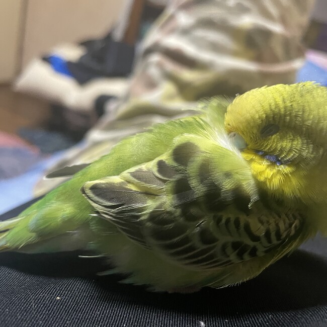 173hiroのカバー写真