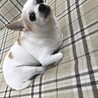 しろさき 