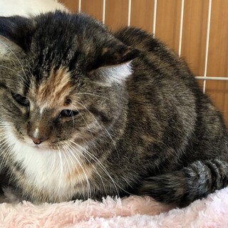 イーブイ★みたいな三毛サビトラのおとなしい女の子