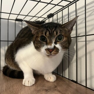 【仲良し兄弟】キジ白お兄ちゃんのキューピー！