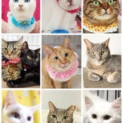 ねこざんまい譲渡会@東日本橋 サムネイル2