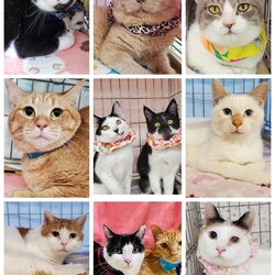 ねこざんまい譲渡会@東日本橋 サムネイル3