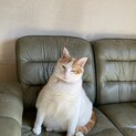 里親募集！愛嬌たっぷりトラちゃん男の子10キロ