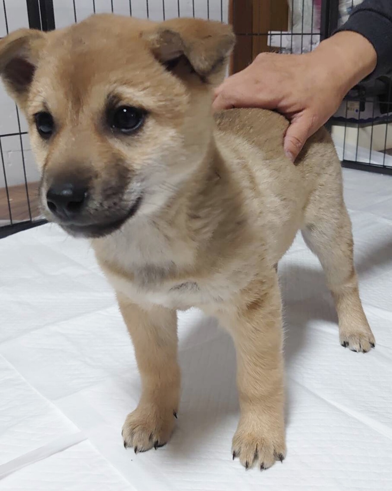 2 日 犬の譲渡 東京都 犬の里親募集 ペットのおうち 月間利用者150万人 2 日 犬の譲渡 東京都 犬の里親募集 ペットのおうち 月間利用者150万人