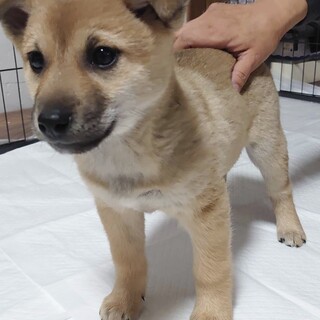 2/20(日)『犬の譲渡会』in銀座に参加します！