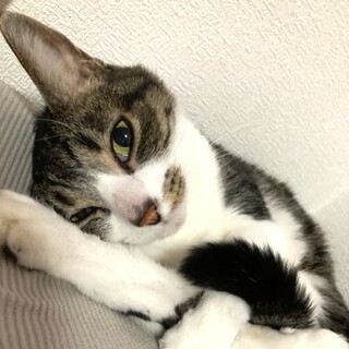 【2/20月島】人が大好き　おだやかなキジ白ちゃん