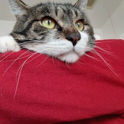 譲渡会　生後半年未満の子猫から大人猫まで サムネイル2