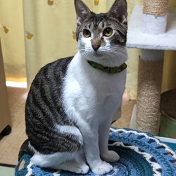 譲渡会　生後半年未満の子猫から大人猫まで サムネイル3