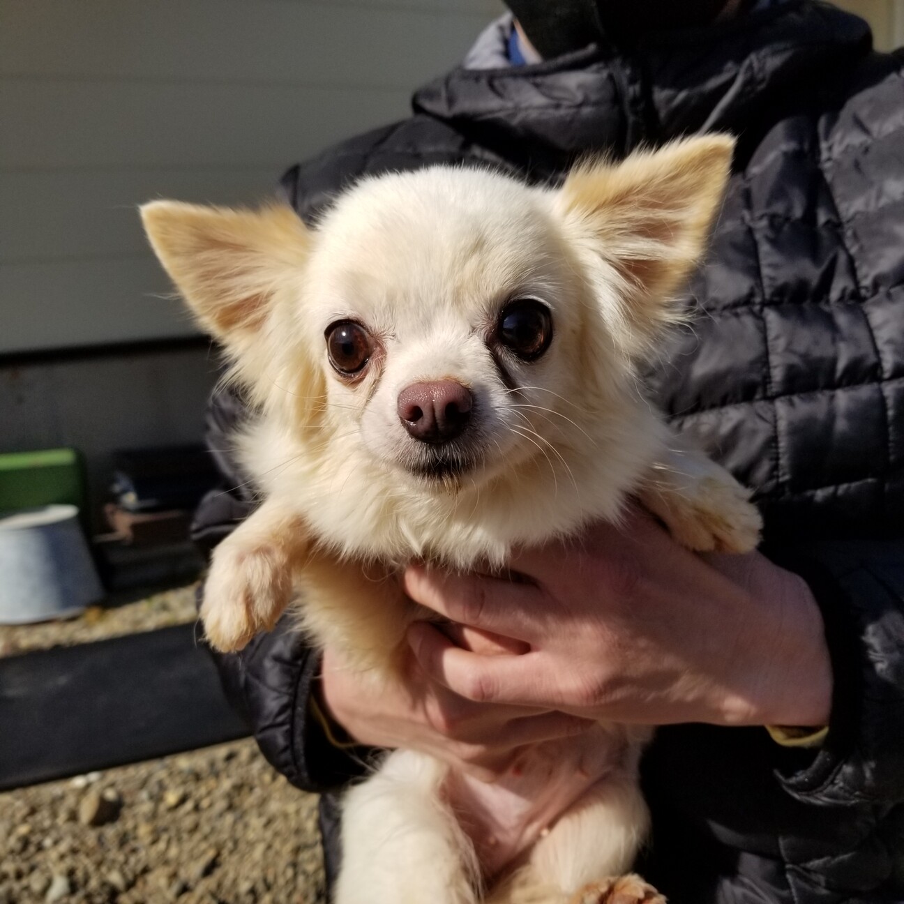 チワワ 女の子 エミリ 兵庫県 犬の里親募集 ペットのおうち 月間利用者150万人