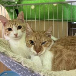 保護猫の譲渡会in横浜 サムネイル2