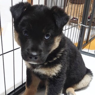 2/13 『犬の譲渡会』in南大井に参加❣️