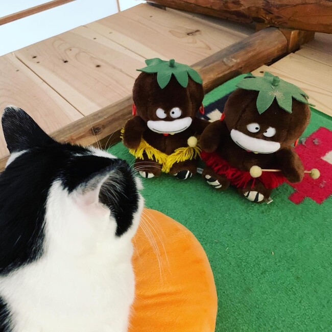 ねふそんのカバー写真