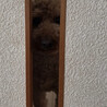の写真