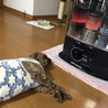 の写真