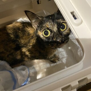 捨て猫？人にも猫にも慣れている甘えん坊女の子