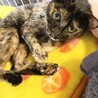 捨て猫？人にも猫にも慣れている甘えん坊女の子 サムネイル4
