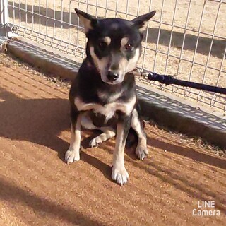 ◆ご縁を待っています◆タラちゃん